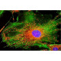 Microscopio Trinocular de Fluorescencia HBO, 2 Filtros