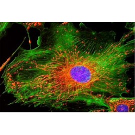 Microscopio Trinocular de Fluorescencia HBO, 2 Filtros