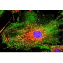 Microscopio Trinocular de Fluorescencia HBO, 2 Filtros