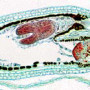 ZOOLOGIA – VERTEBRADOS E INSECTOS