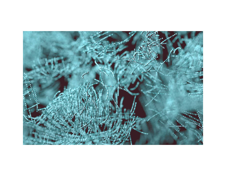 El microscopio de contraste de fase y sus usos
