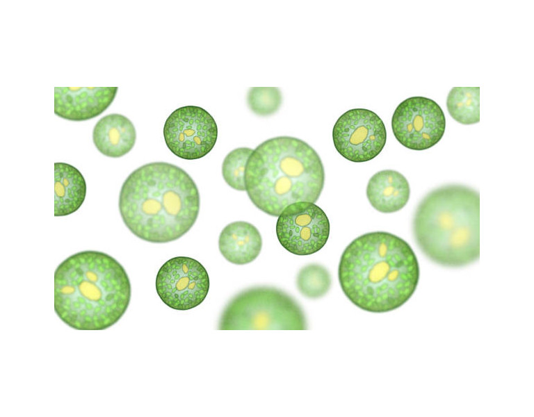 Observación de una mosca a través del microscopio