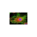 Microscopio Trinocular de Fluorescencia HBO, 2 Filtros