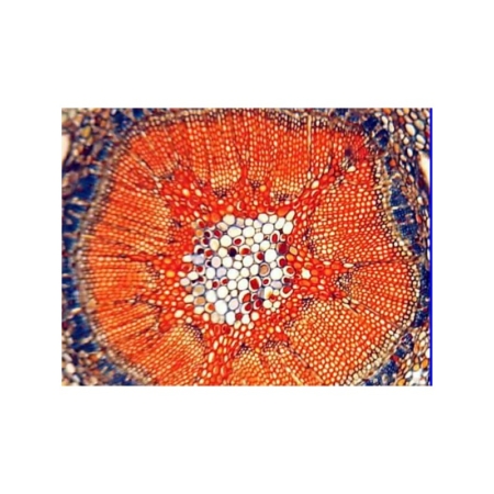 Histología vegetal 2 (12 prep.)
