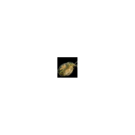 Histología vegetal 3 (12 prep.)