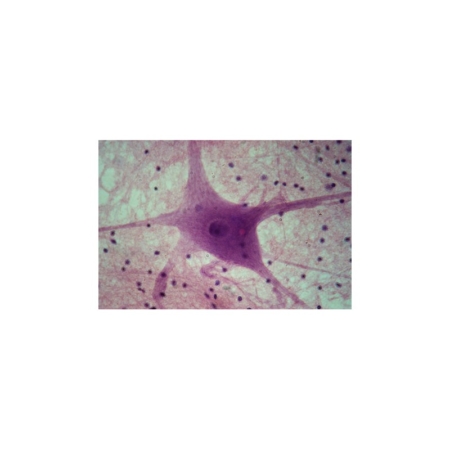 Histología animal 2 (12 prep.)