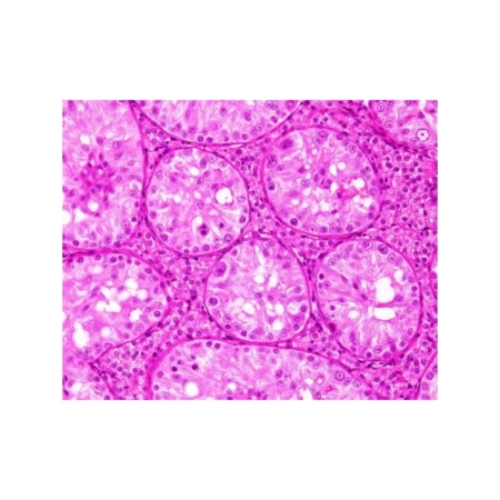 Histología animal 3 (12 prep.)