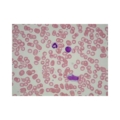 Histología animal general 1 (25 prep.)