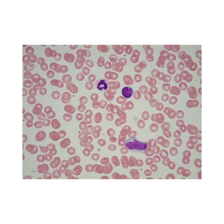 Histología animal general 1 (25 prep.)