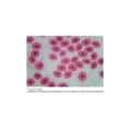 Microscopio biológico XLED